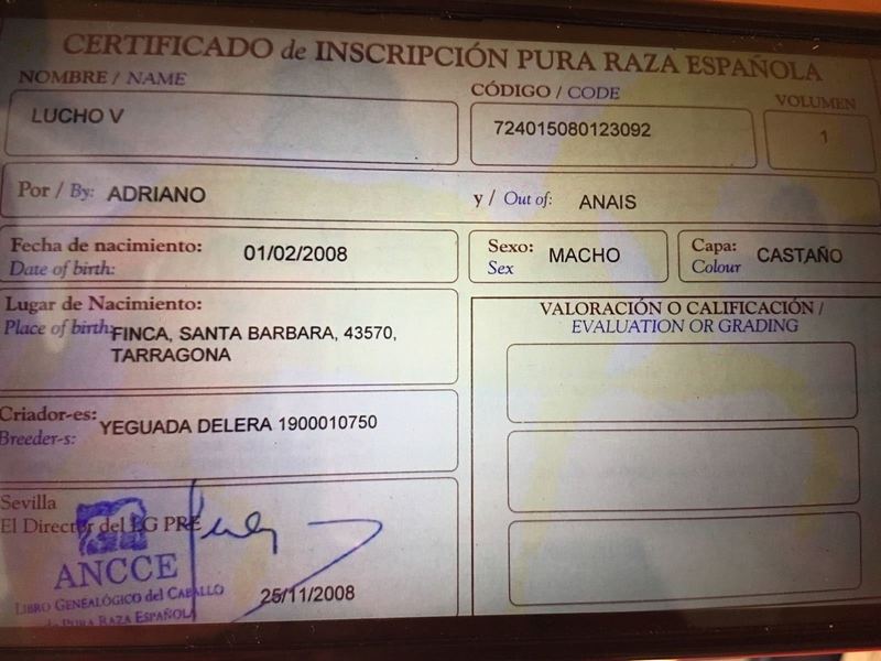 Caballos Pura Raza Española (P.R.E.) Pura Raza Española - Pura raza español, cuadra Lovera