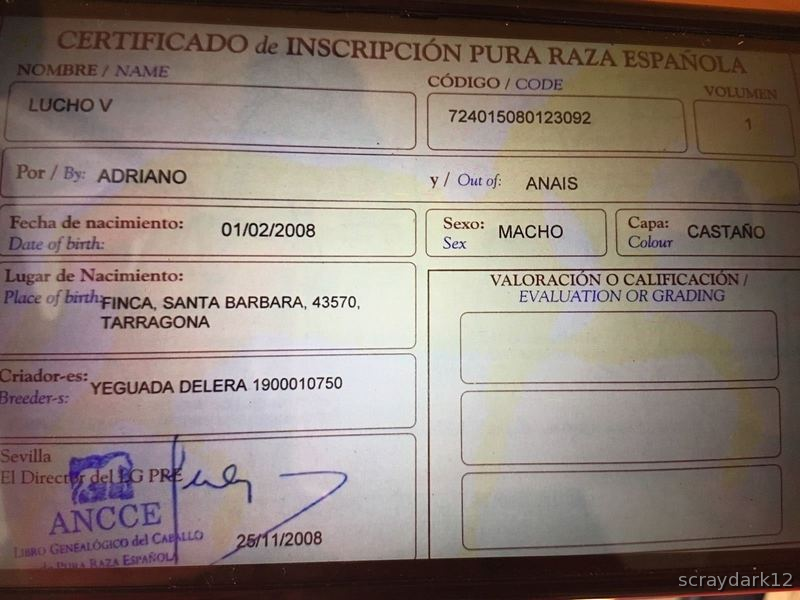Caballos Pura Raza Española (P.R.E.) Pura Raza Española - Pura raza español, cuadra Lovera