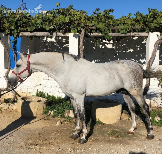 Semental Hispano Arabe (50%) en venta in 