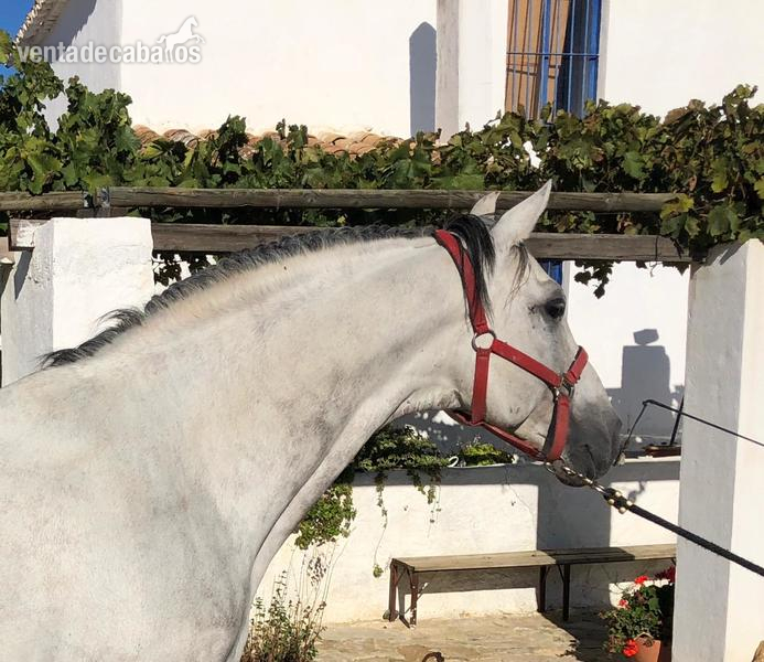 Hispano-Arabe