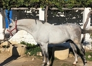 Semental Hispano Arabe (50%) en venta