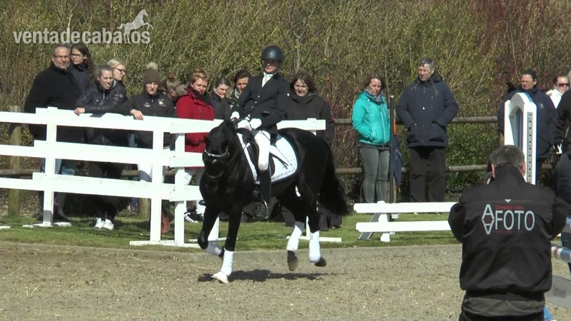 Poni de Doma avanzada para la venta in 