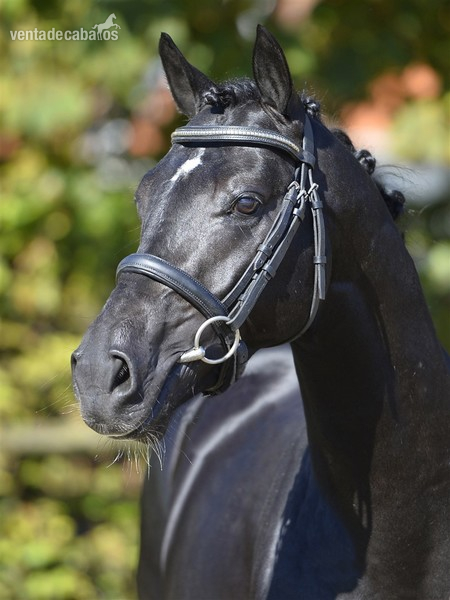 poni