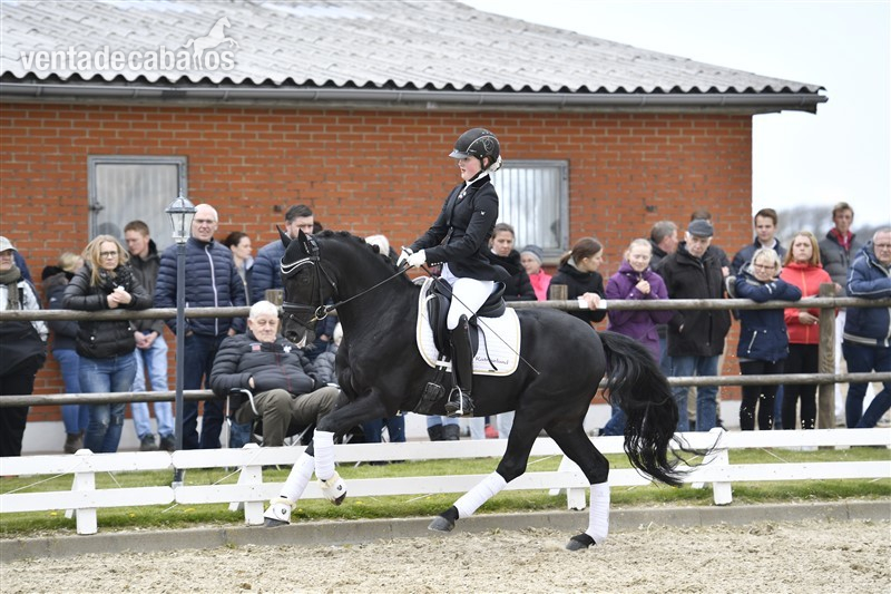 poni {TYPE}