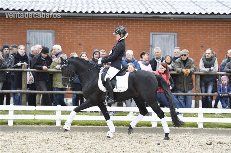 Caballos Capados poni - Poni de Doma avanzada para la venta