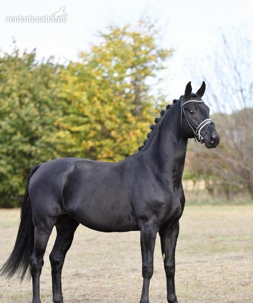 Super encantador Castrado Hannoveriano Negro in 