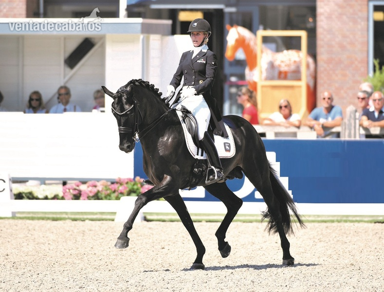 Hannoveriano {TYPE}
