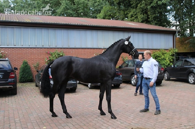 Caballos Capados Hannoveriano - Super encantador Castrado Hannoveriano Negro