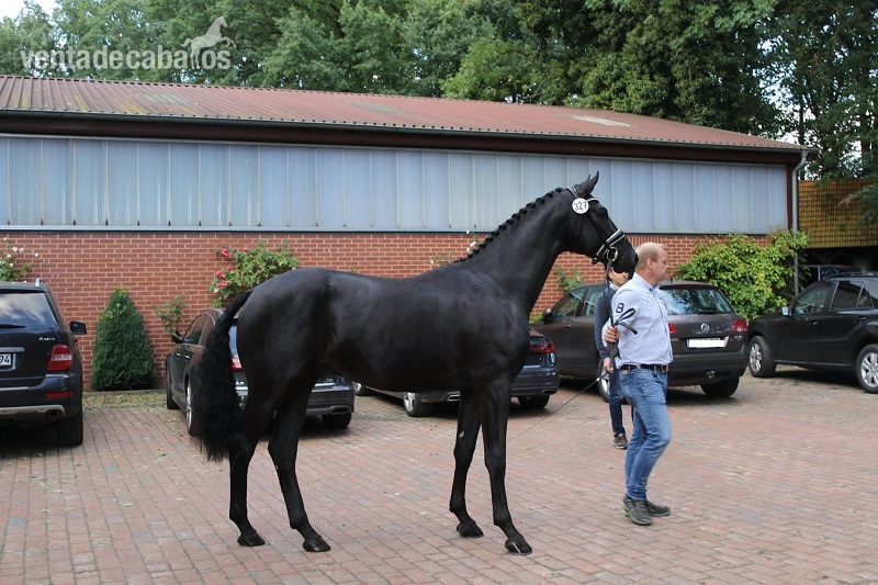 Super encantador Castrado Hannoveriano Negro - Caballos Capados Hannoveriano