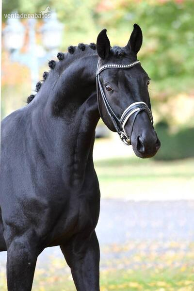 Super encantador Castrado Hannoveriano Negro - Hannoveriano