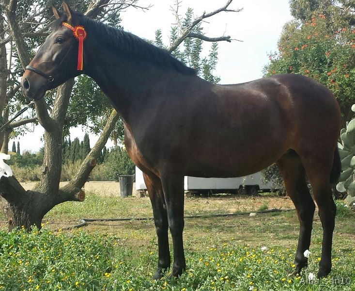 En venta preciosa yegua in 