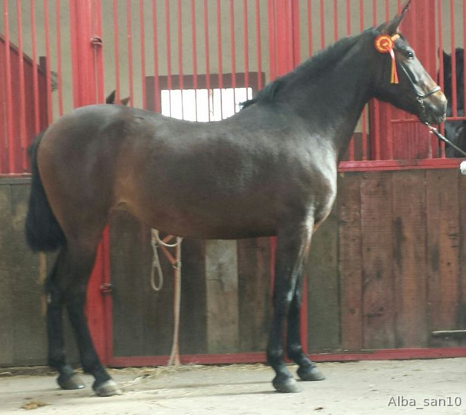 Caballo de Deporte Español (CDE)