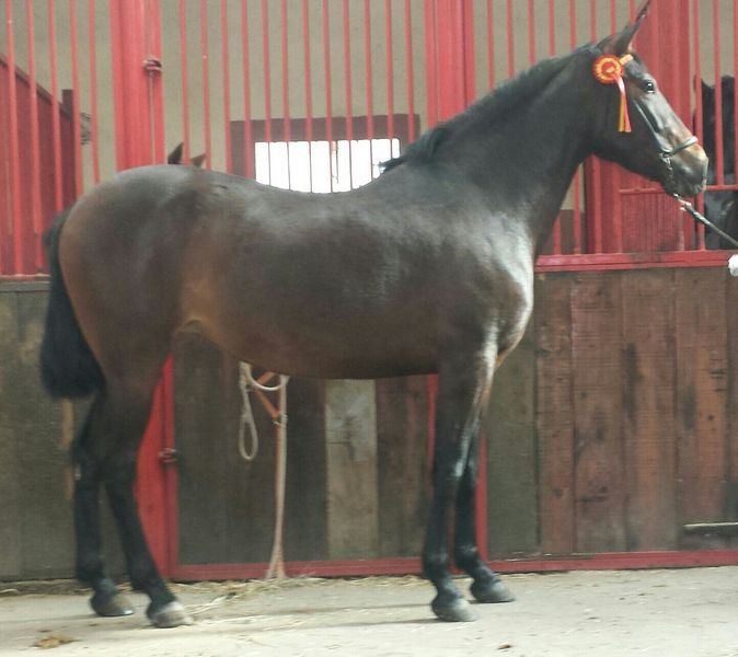 Caballo de Deporte Español (CDE)