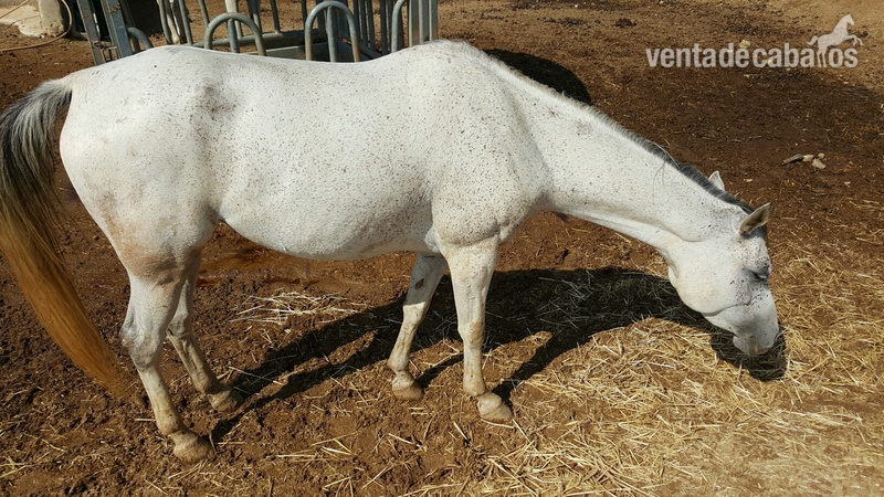 Caballos Árabes Arabe - YEGUA ARABE 6 AÑOS Y MAGNIFICOS ORIGENES