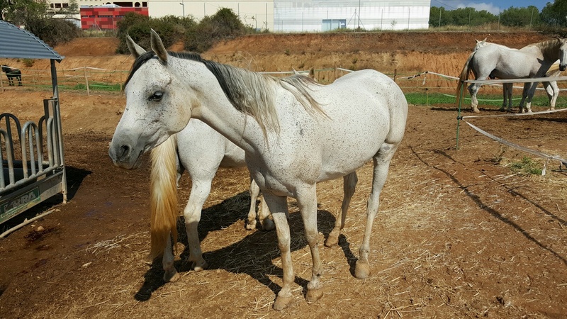 YEGUA ARABE 6 AÑOS Y MAGNIFICOS ORIGENES - Arabe