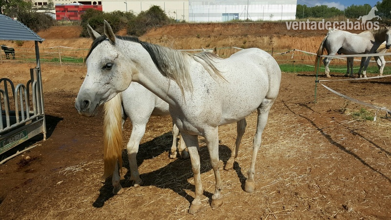 YEGUA ARABE 6 AÑOS Y MAGNIFICOS ORIGENES - Arabe