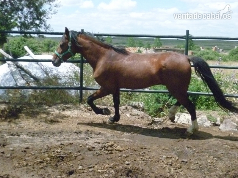 caballo de confianza in 
