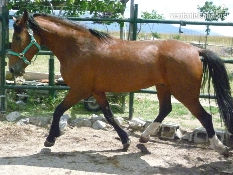 Hispano-Arabe 25 %