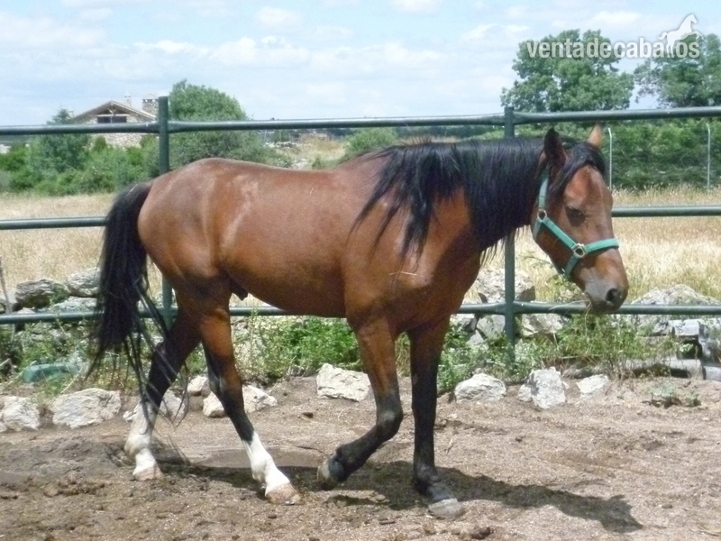 Caballos Capados Hispano-Arabe 25 % - caballo de confianza