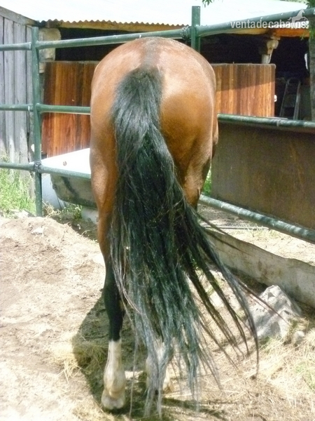 caballo de confianza - Caballos Capados Hispano-Arabe 25 %