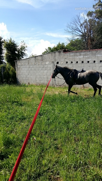 Potro cruzado criado en el campo in 