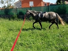 Potro cruzado criado en el campo