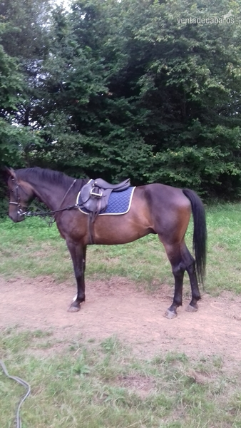 Caballos Capados CDE - VENDO CABALLO CDE