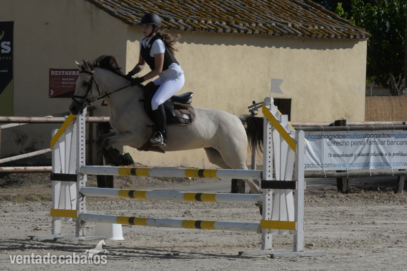 PONY D EN VENTA in 