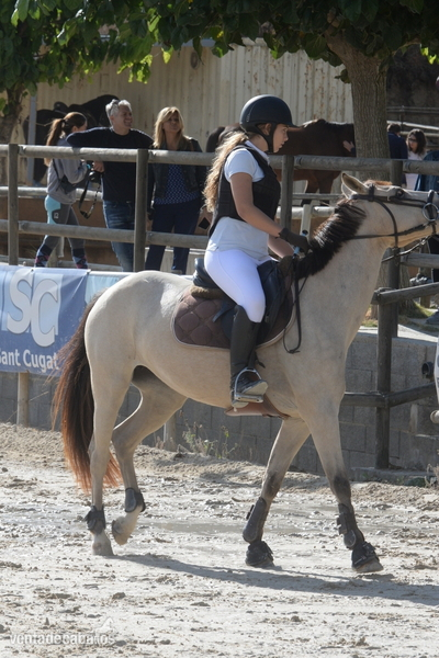 Poney Francais De Selle