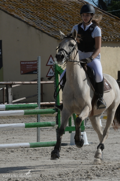 Poney Francais De Selle {TYPE}