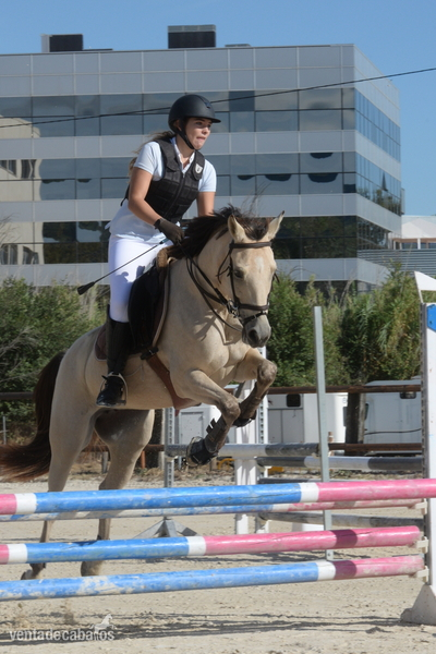 Ponis Pony Club Poney Francais De Selle - PONY D EN VENTA