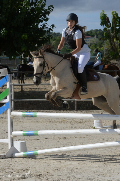 PONY D EN VENTA - Ponis Pony Club Poney Francais De Selle