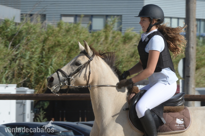 PONY D EN VENTA - Poney Francais De Selle
