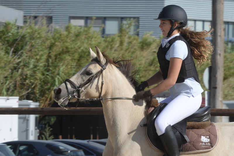 PONY D EN VENTA - Poney Francais De Selle