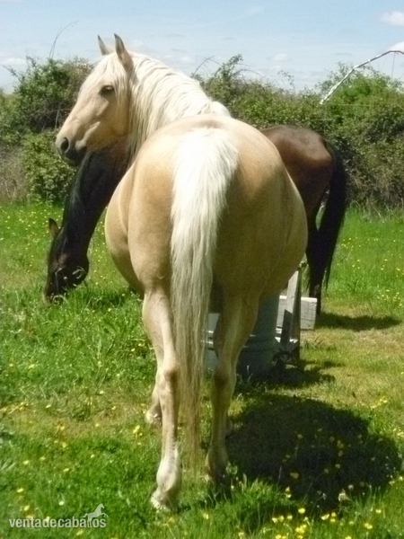 Hispano-Arabe