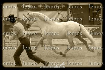 Caballos Pura Raza Española (P.R.E.) Pura Raza Española - WILSON I SEMENTAL PRE MUY BIEN DOMADO