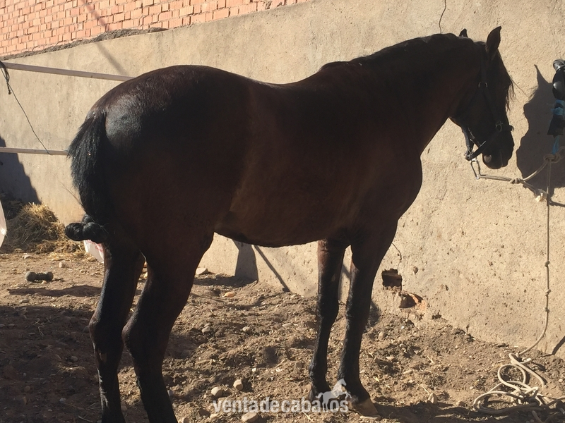 Hispano-Arabe