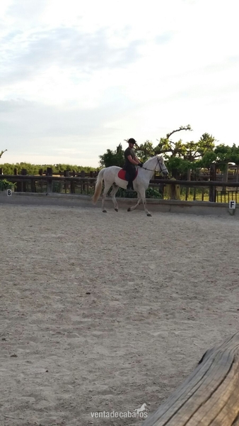 Vendo caballo joven in 