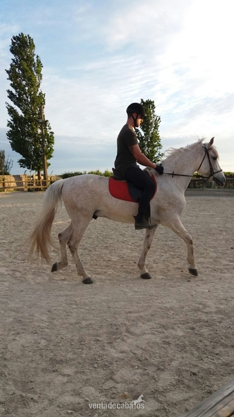 Hispano-Arabe