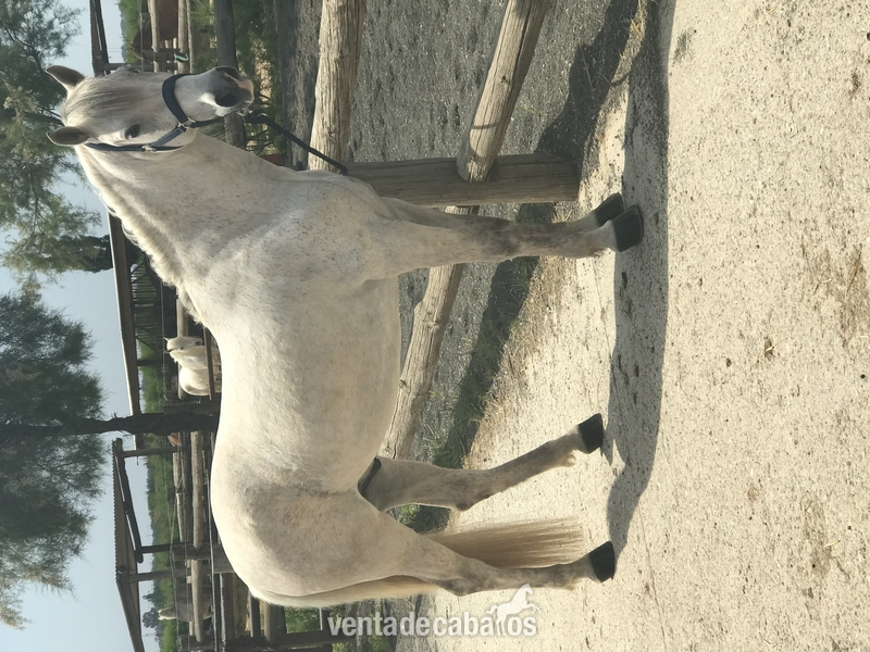 Hispano-Arabe {TYPE}