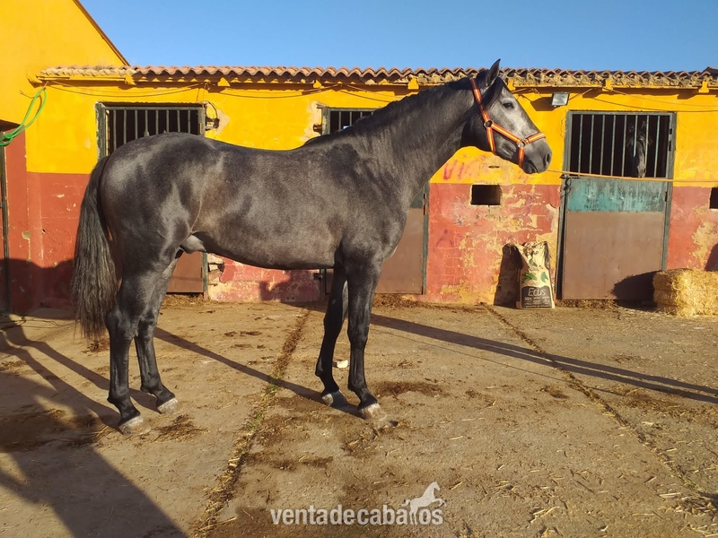 Venta de caballos de pura raza española  in 