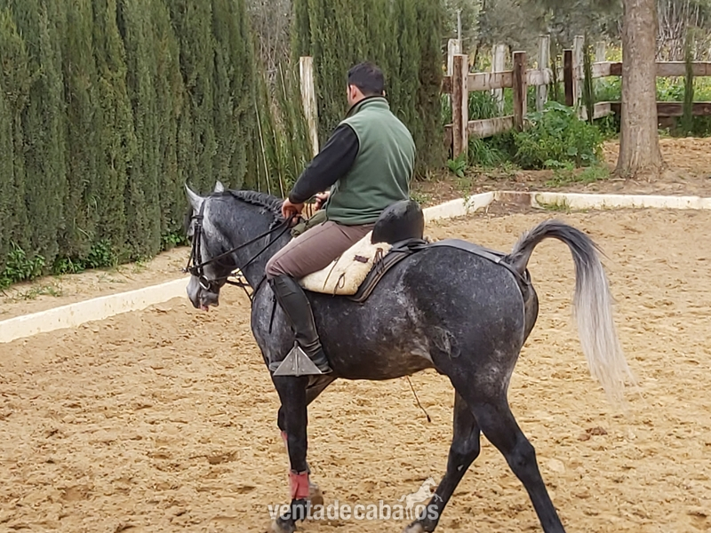 pura raza arabe del cid in 