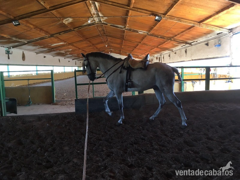 Caballo tres sangres   in 