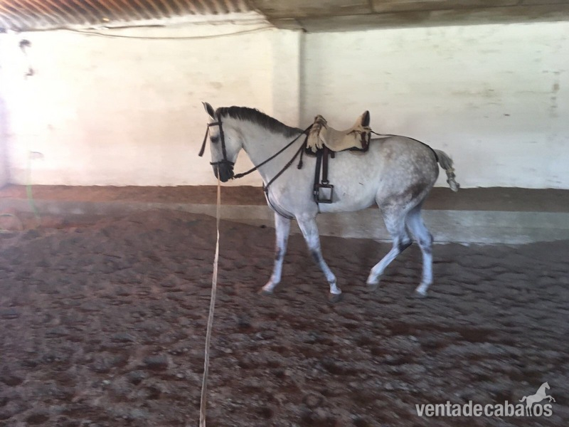Tres sangres {TYPE}