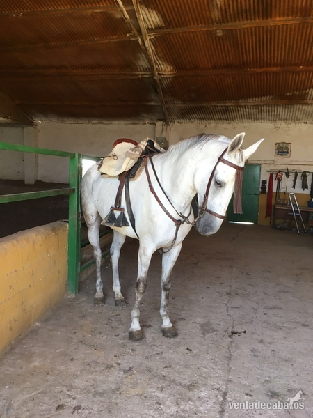 Caballos Capados Tres sangres - Caballo tres sangres  