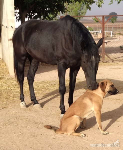 Caballo centroeuropeo castaño morcillo in 