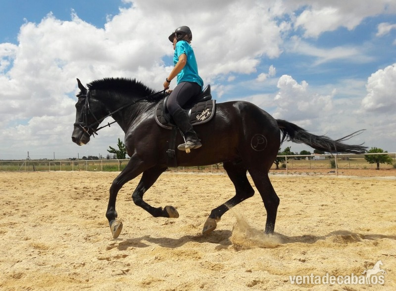 Caballos Capados Centroeuropeo - Caballo centroeuropeo castaño morcillo