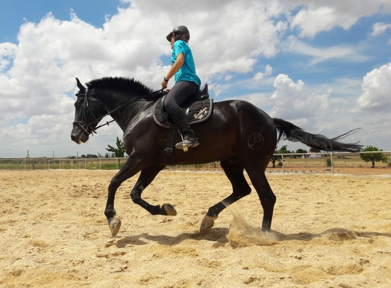 Caballos Capados Centroeuropeo - Caballo centroeuropeo castaño morcillo