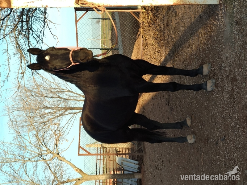 Caballo centroeuropeo castaño morcillo - Caballos Capados Centroeuropeo