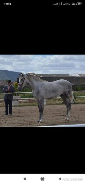 Venta de caballos de pura raza española  in 